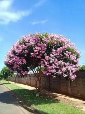 QUARESMEIRA - Foto 1