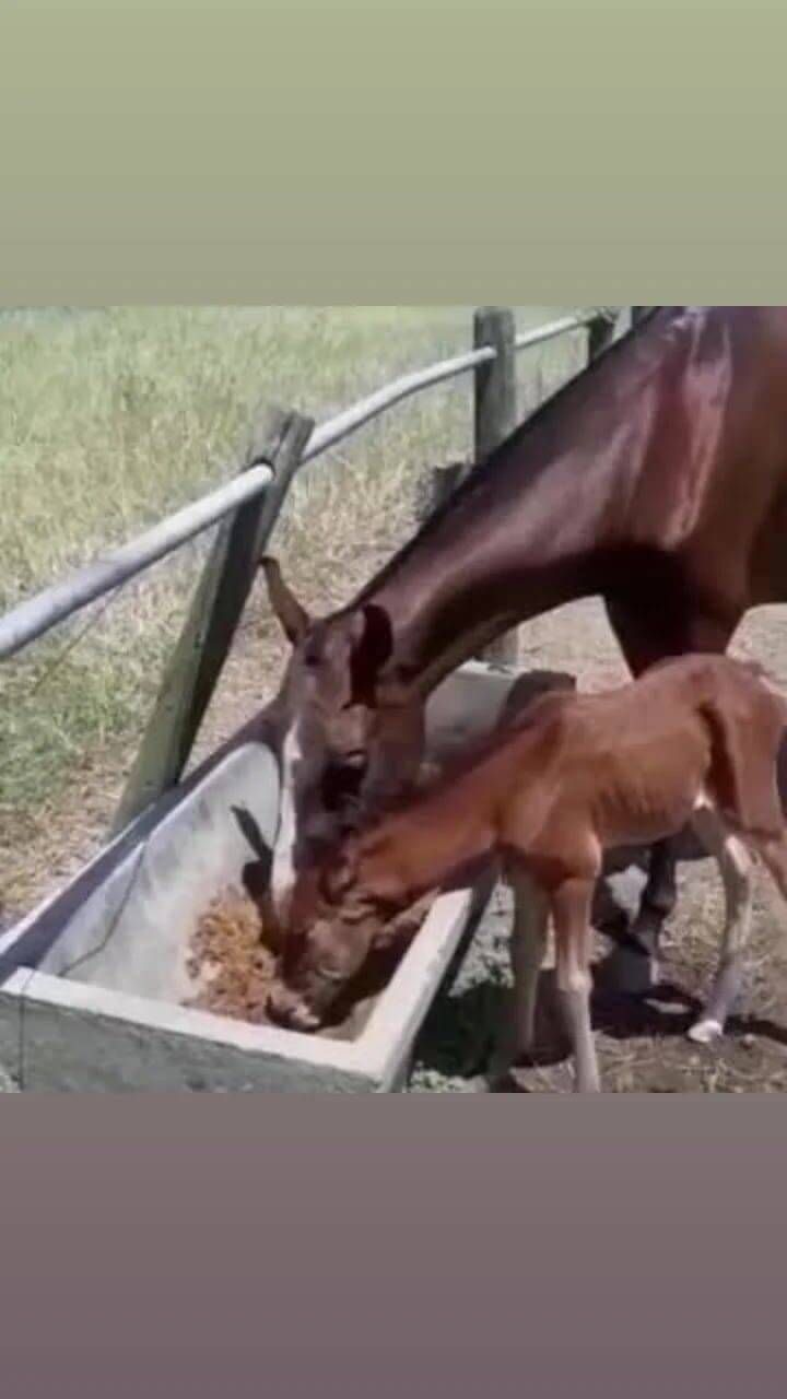 Cavalos podem comer Hidrofeed?