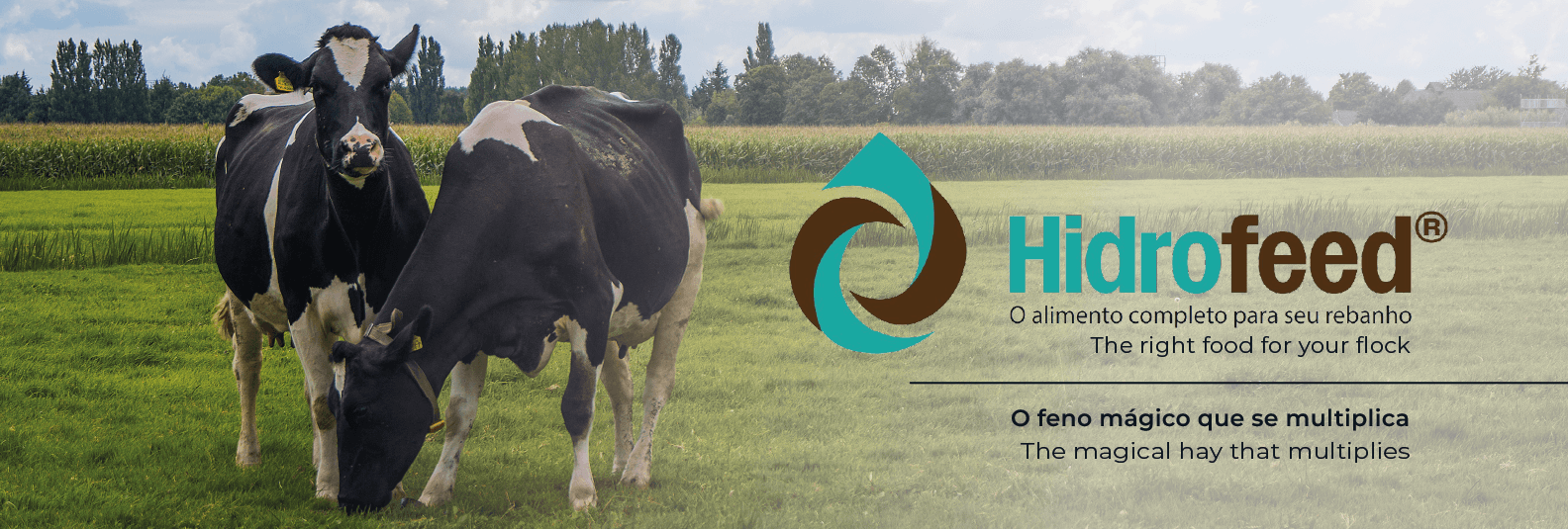 Imagem do Slide Home