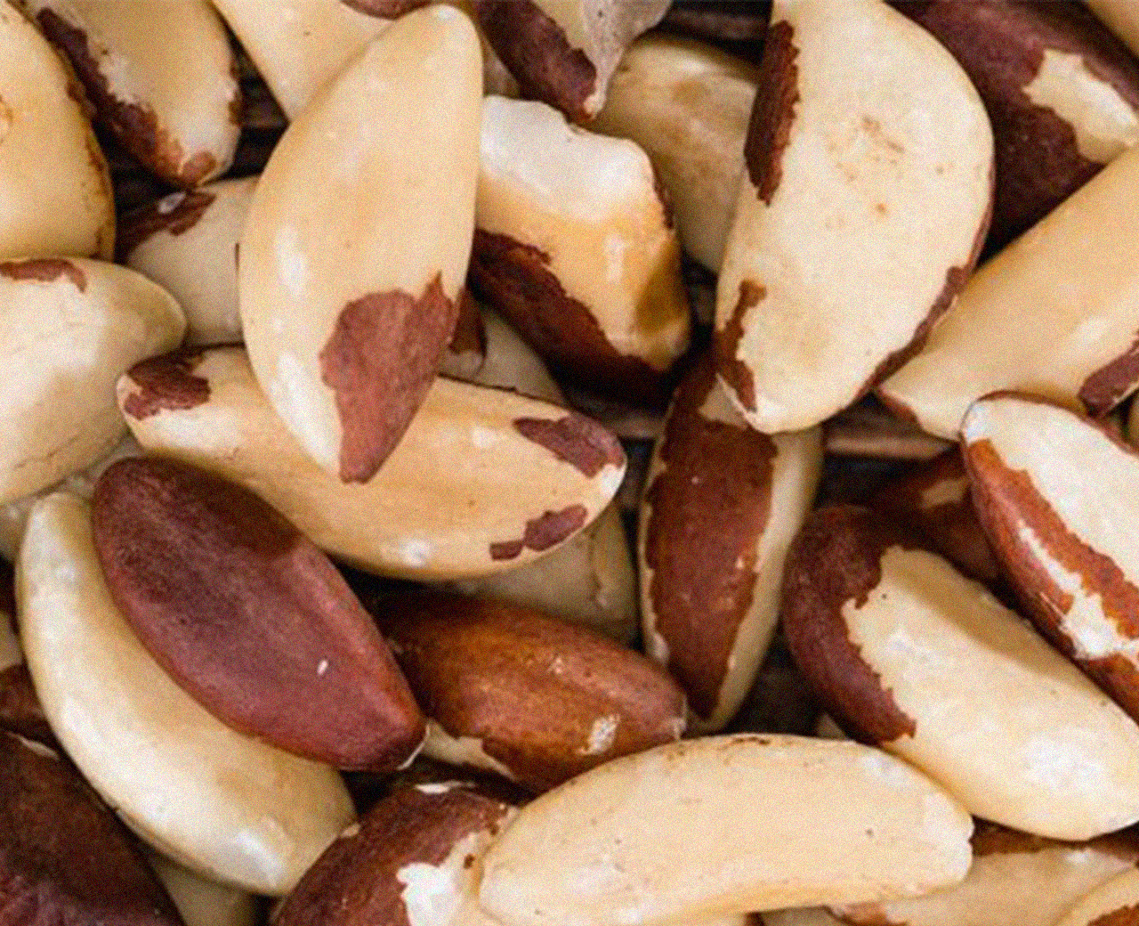 Castanha-do-pará - Foto 1