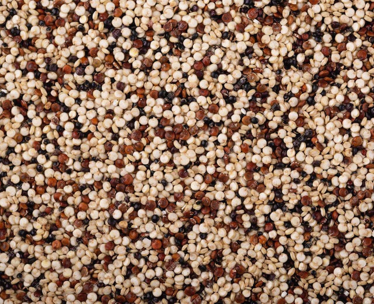 Quinua - Foto 1