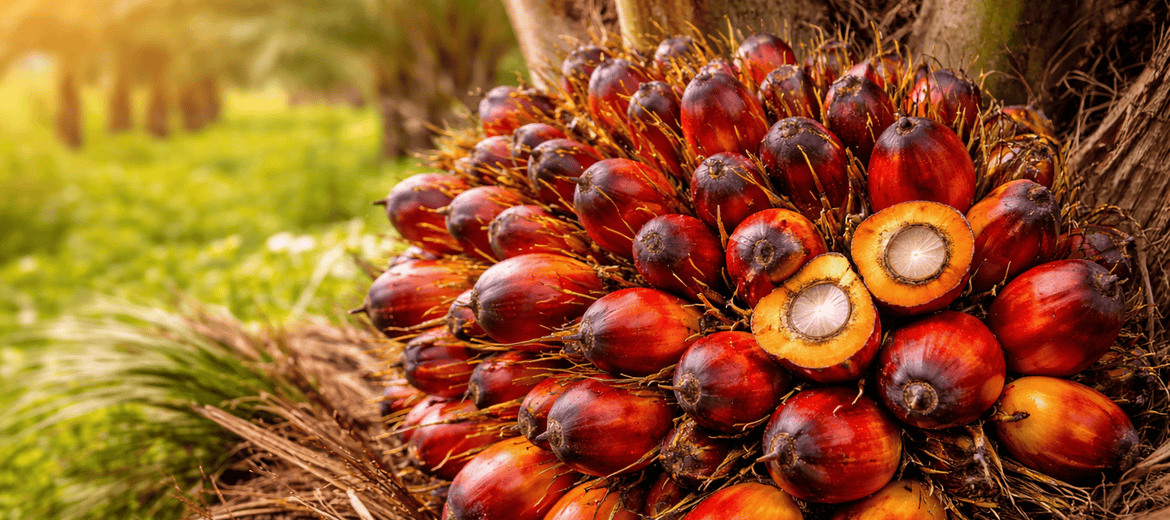 Imagem do Slide Home