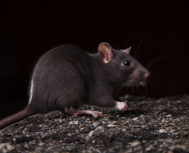 Ratos de Telhado ou Ratos Pretos - Foto 1