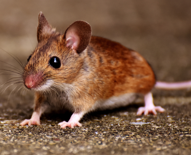 Camundongo - Foto 1
