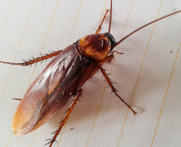 Barata de Esgoto - Foto 1