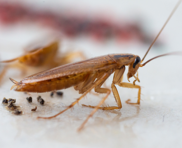 Barata Francesinha ou Alemã - Foto 1