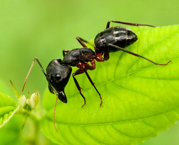 Formiga Louca - Foto 1