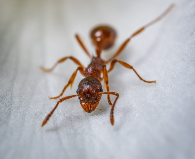 Formiga Faraó - Foto 1