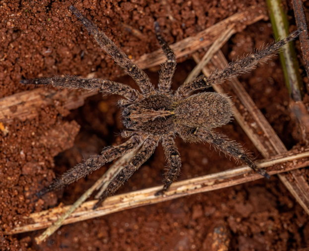 Aranha Armadeira - Foto 1