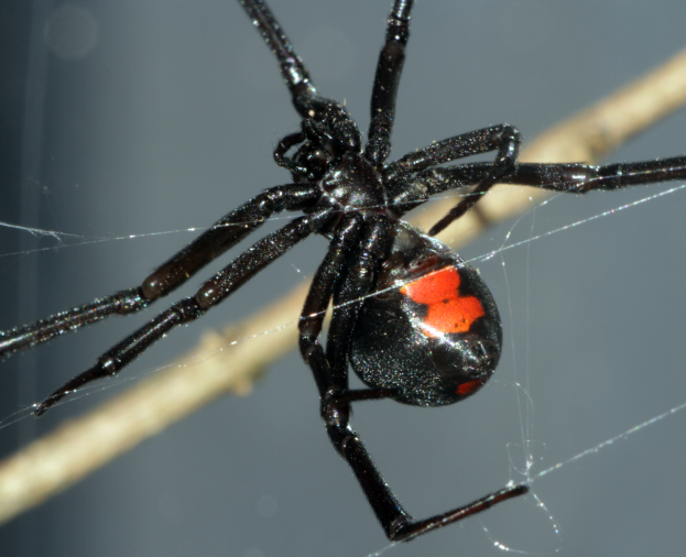 Viúva-Negra - Foto 1