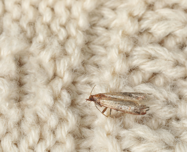 Traça de Roupas - Foto 1