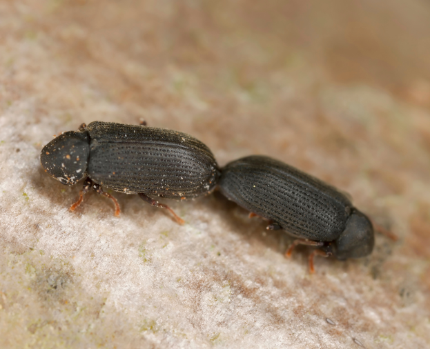 Anobium punctatum - Foto 1