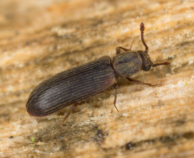 Lyctus brunneus - Foto 1