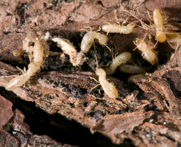 Cupim de Madeira Seca - Foto 1