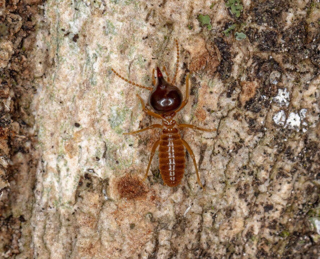 Cupim Arbóreo - Foto 1