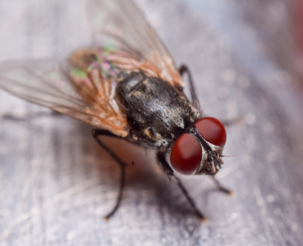 Mosca Doméstica - Foto 1