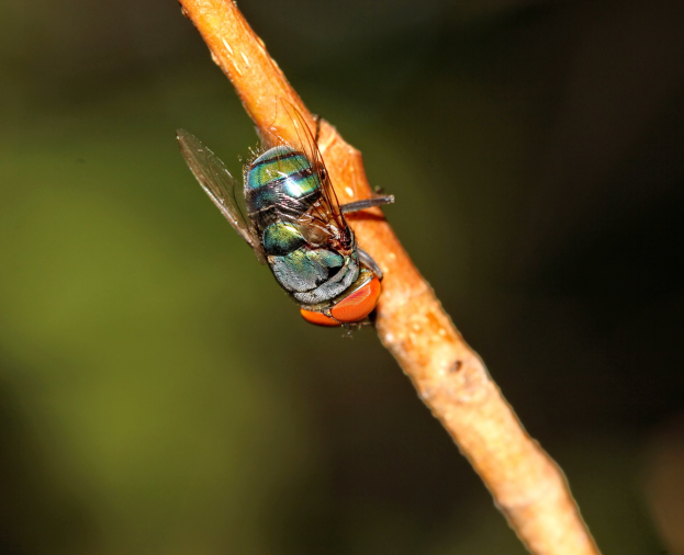 Mosca Varejeira - Foto 1