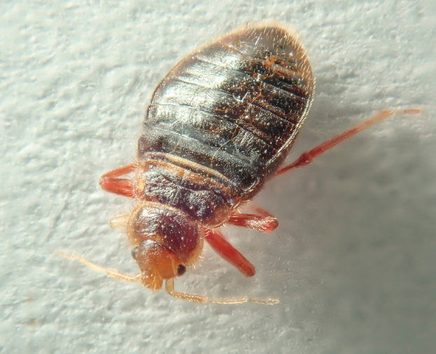 Cimex Lectularius - Foto 1