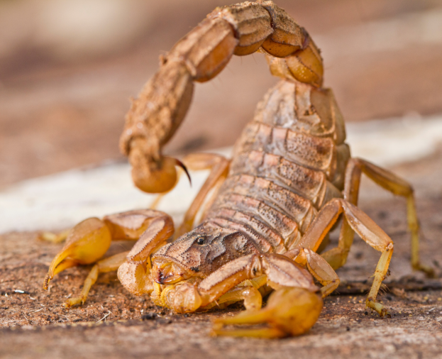 Escorpião Amarelo - Foto 1