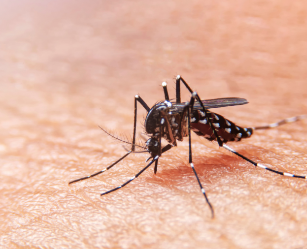 Aedes aegypti - Foto 1