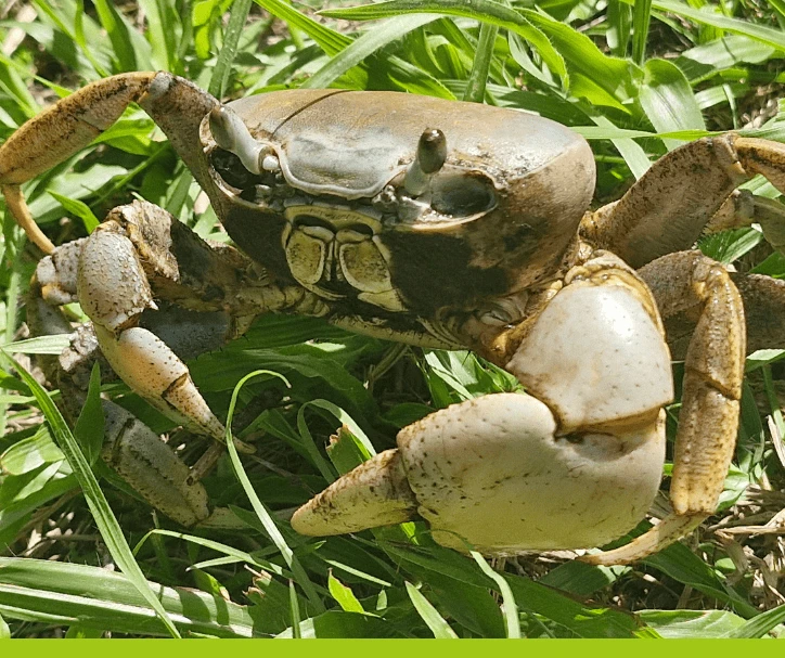 Guaiamum