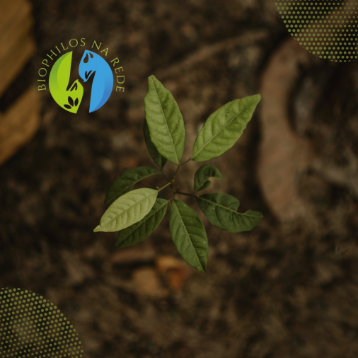 PRAD - Plano de Recuperação de Áreas Degradadas - Foto 1