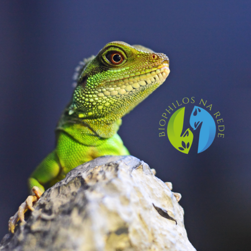 Manejo de Fauna e Flora - Foto 1