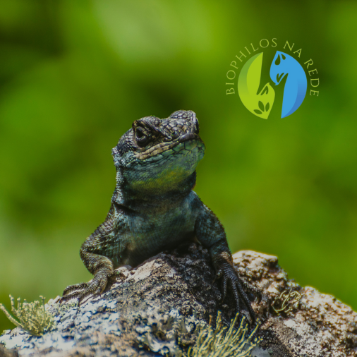 Monitoramento e Inventário de Fauna e Flora - Foto 1