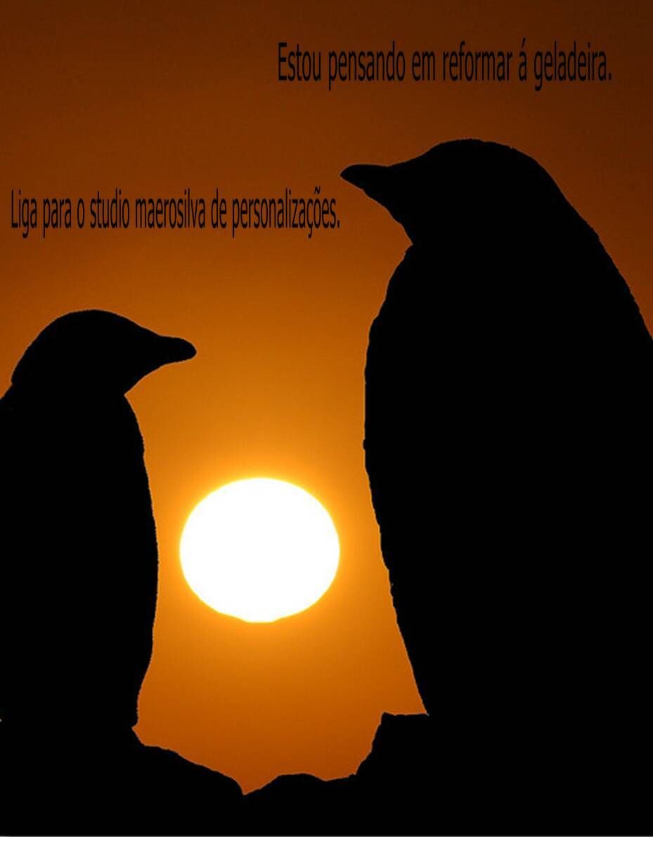 até os pinguins sabem
