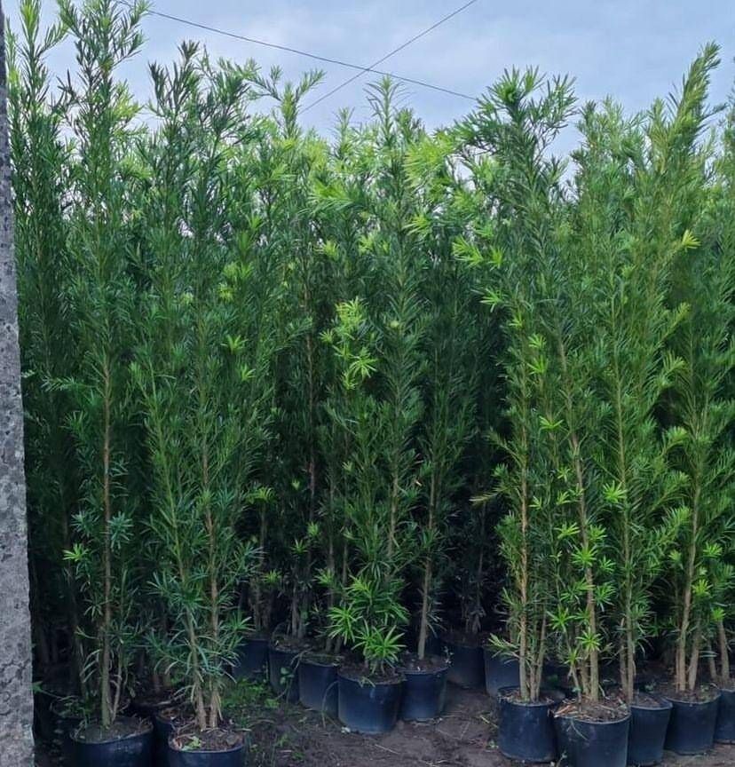 Podocarpus