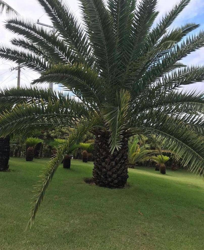 Palmeiras das canárias