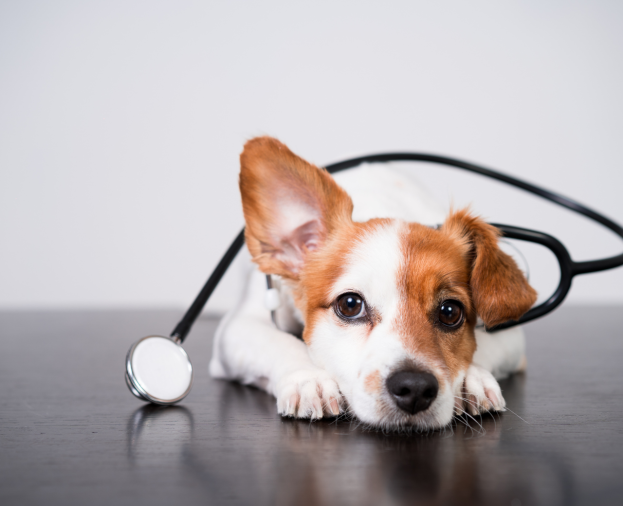 Plano de Saúde para Pets - Foto 1