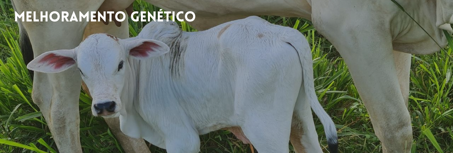 Imagem do Slide Home