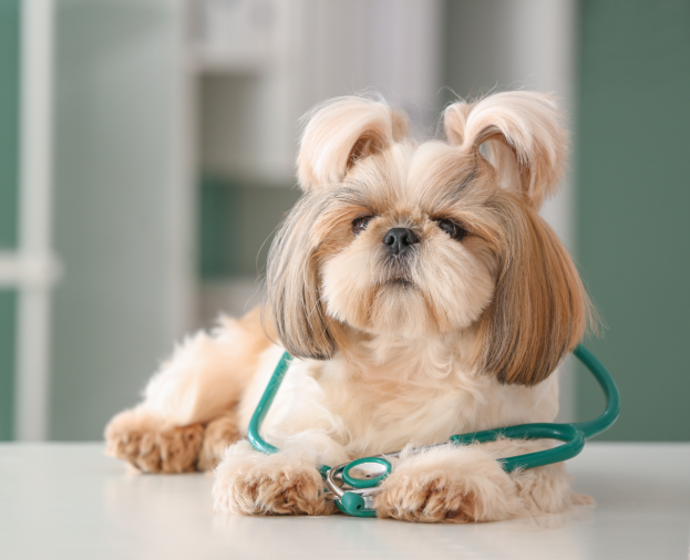 Consulta Clínica - Foto 1