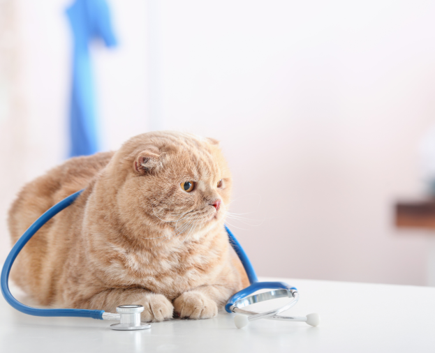 Consulta Preventiva - Foto 1