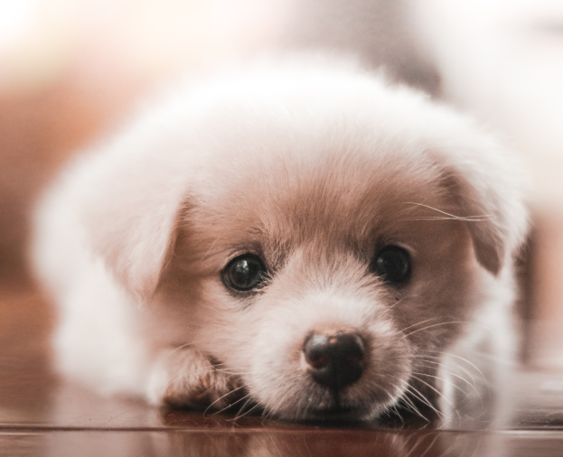 Consulta Pediátrica - Foto 1