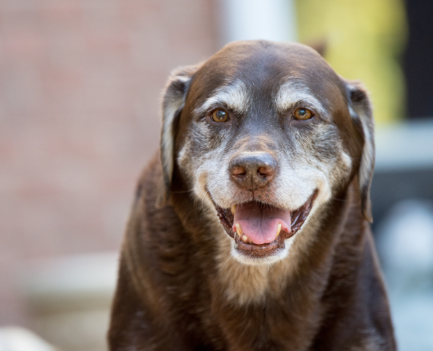 Consulta Geriátrica - Foto 1