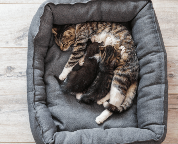 Acompanhamento Gestacional - Foto 1