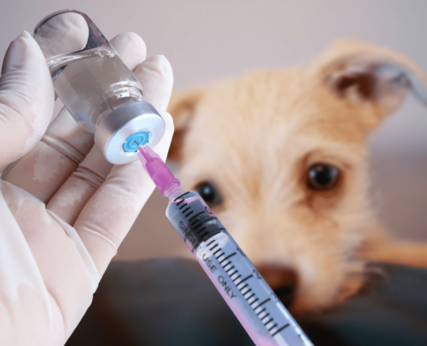 Vacina para Cães - Foto 1