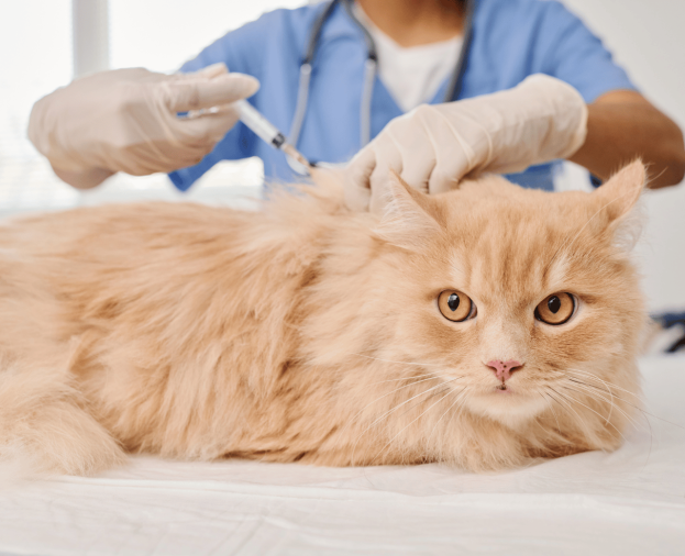 Vacina para Gatos - Foto 1