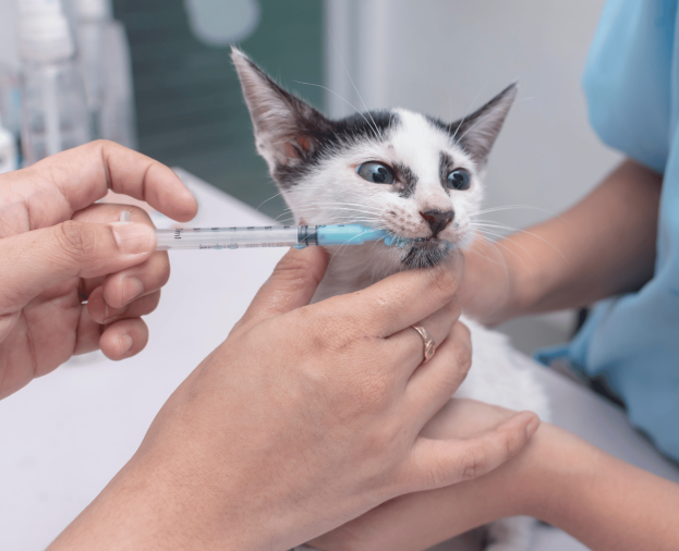 Vermifugação para Cães e Gatos - Foto 1