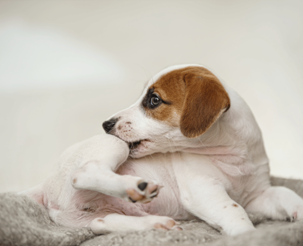 Controle de Pulga e Carrapato para Cães e Gatos - Foto 1