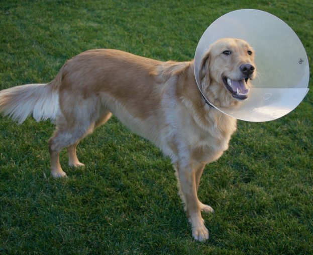 Cuidados Pós-Operatório e Paliativos - Foto 1