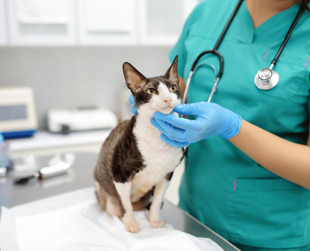 Atestado de Saúde para Viagem - Foto 1