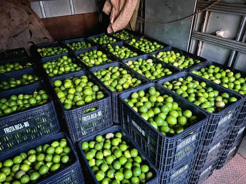 Agricultores de Costa Rica produz e entrega 600 caixas de limões ao CEASA de Campo Grande