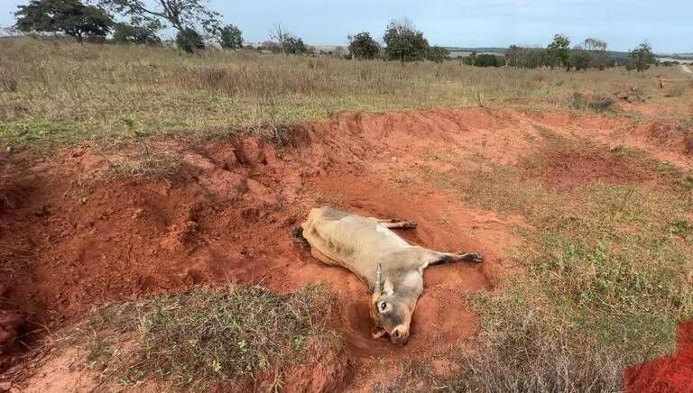 Cassilândia: PMA registra ocorrências de maus-tratos a animais e infrações ambientais