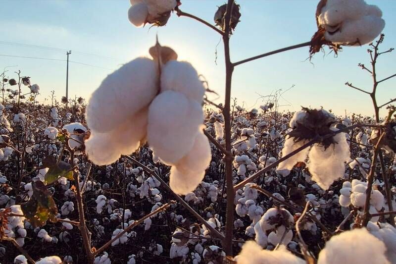 Costa Rica é destaque, 4ª posição no MS e 18ª entre os 50 Maiores PIBs do Agro do Brasil