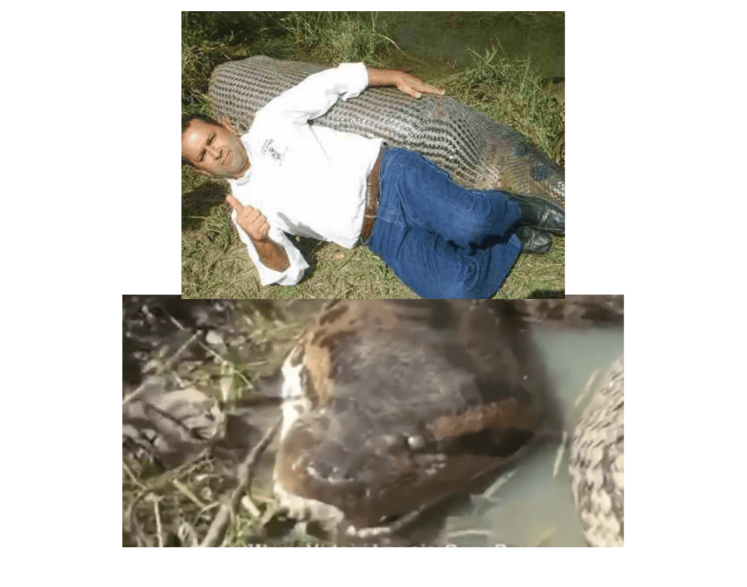 Flagrante histórico com sucuri rendeu fama internacional para jornalista de MS, Sidney Assis.(VÍDEO)