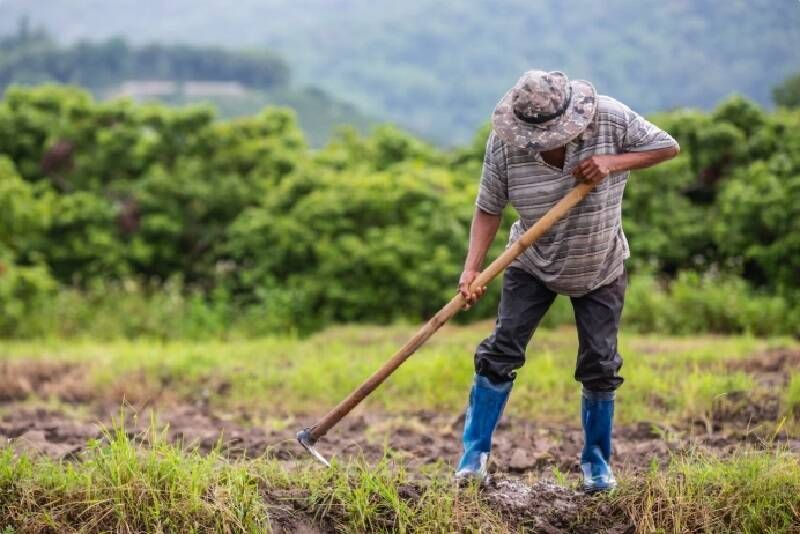 Hoje, 25 de julho é Dia do Colono, data para agradecer o alimento em nossa mesa
