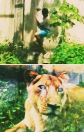 Homem atacado por leoa: o que causou a morte? Felino será sacrificado?(VÍDEO)